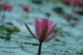 Beautiful Thai Lotus that has been appreciated with the dark green water surface, At garden public Royalty Free Stock Photo