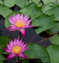 Beautiful Thai lotus Waterlily Royalty Free Stock Photo