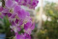 Beautiful thai purple orchid