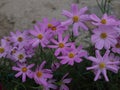 Thai Purple cosmos