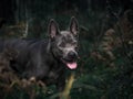 Beautiful thai ridgeback dog in forest