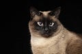 Beautiful Thai Siamese cat Royalty Free Stock Photo