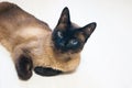 A beautiful Thai or Siamese cat lies on a white laminate floor.