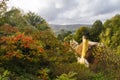 Beautiful Thatched roof cottage in Selworthy Royalty Free Stock Photo