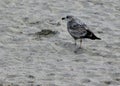 Beautiful Thayer's Seagull on the sand