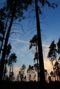 beautiful thicket at a gentle sunset