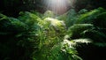 Beautiful thickets of green fern in the sun.