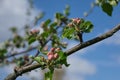 A beautiful thin branch of a blooming apple tree with delicate white and pink flowers. Royalty Free Stock Photo