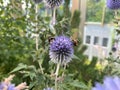 Beautiful Thistle ball with a bumble bee in the summer garden Royalty Free Stock Photo