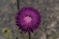 Beautiful thistle flower, deep purple color, Royalty Free Stock Photo