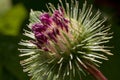 Beautiful thistle flower is growing on a green meadow. Carduus personata Royalty Free Stock Photo