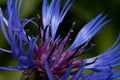 Beautiful thistle flower is growing on a green meadow. Close up Royalty Free Stock Photo