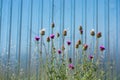 Beautiful Thistle flowers in nature Royalty Free Stock Photo