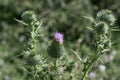 Beautiful Thistle flowers in nature Royalty Free Stock Photo