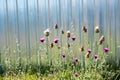 Beautiful Thistle flowers in nature Royalty Free Stock Photo