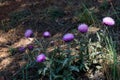 Beautiful Thistle flowers in nature Royalty Free Stock Photo
