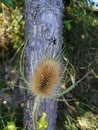 Beautiful thistle in the nature