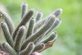 A beautiful thorny cactus in the garden