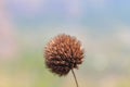 beautiful thorny dried flowers