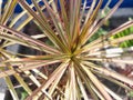 beautiful thorny flower at timor