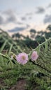 a beautiful thorny plant with a charming color