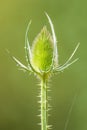 Beautiful thorny plant at smooth background in summer