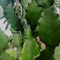 beautiful thorny plants with natural colors taken with a close hand