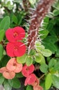 beautiful thorny stem flowers