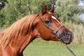 Beautiful thoroughbred arabian horse head at farm Royalty Free Stock Photo