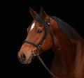 Bay horse portrait on black Royalty Free Stock Photo