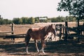 Red thoroughbred horse with a light mane. A beautiful thoroughbred brown horse stands behind a wooden fence in a paddock. Horse Royalty Free Stock Photo