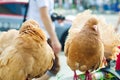 Beautiful thoroughbred brown pigeons