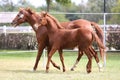 Young doal and mare spending time together