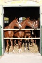 Beautiful thoroughbred foals looking over stable door Royalty Free Stock Photo