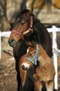 Mare with few weeks old foal on pasture close-up Royalty Free Stock Photo