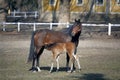 Mare with few weeks old foal on pasture close-up