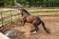 beautiful thoroughbred stallion trotting in a fenced paddock, hoof dust