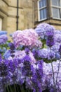 Beautiful, three color hydrangea blossom outside English houses, close up