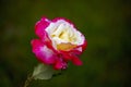 Beautiful three-color rose in the garden Royalty Free Stock Photo