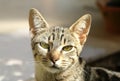 Beautiful three colored cute alert tabby kitten cat. Royalty Free Stock Photo