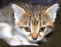 Beautiful three colored cute alert tabby kitten cat. Royalty Free Stock Photo