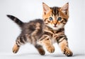 Beautiful three colored cute alert tabby kitten cat. Royalty Free Stock Photo