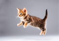 Beautiful three colored cute alert tabby kitten cat. Royalty Free Stock Photo