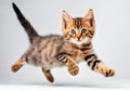 Beautiful three colored cute alert tabby kitten cat. Royalty Free Stock Photo