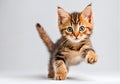 Beautiful three colored cute alert tabby kitten cat. Royalty Free Stock Photo