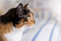 beautiful three colors adult domestic tortoiseshell cat on bed, Happiness Pet at Home, keeping four-legged pets, Family Home