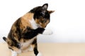 beautiful three colors adult domestic tortoiseshell, chimera cat washes, licks paw against white background, looks around, concept