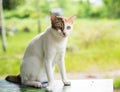 Beautiful three colors thai cat on the table happily natural ba