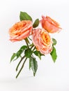 Beautiful three coral roses with green leaves on white background