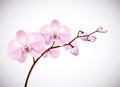 Beautiful three day old pink Orchids flowers in branch isolated on background. Orchid flower closeup